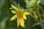 Sticky rosinweed